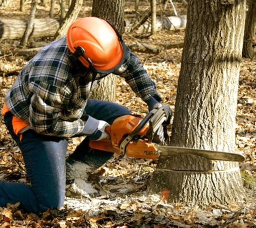Tree Removal in Wichita Falls, TX